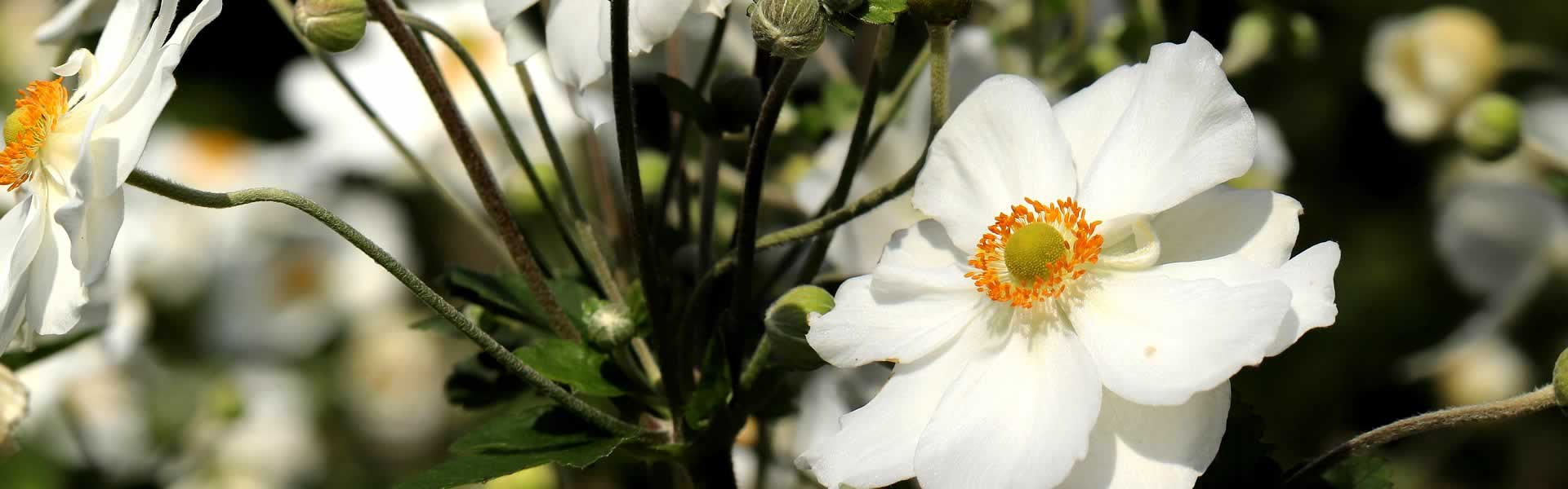 Composizione floreale per lapide