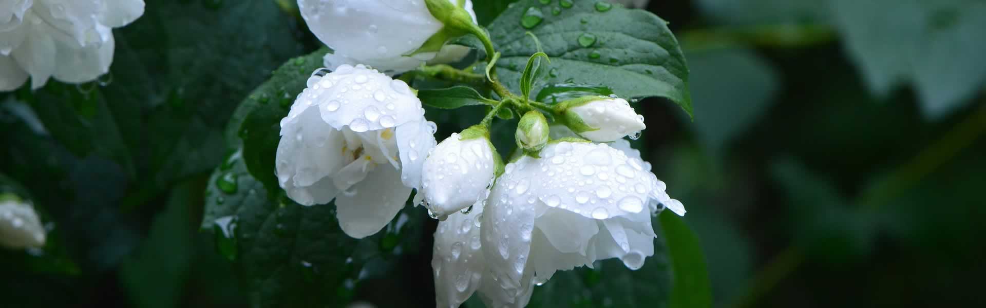 Fiore per funerale